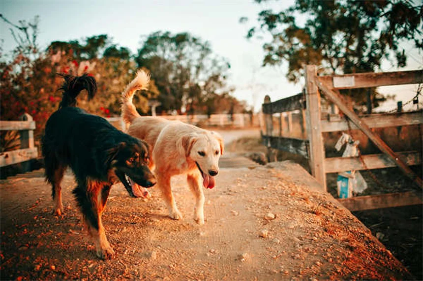 Honda Super-One EV: The 2026 Electric Hatchback That's Actually Fun to Drive